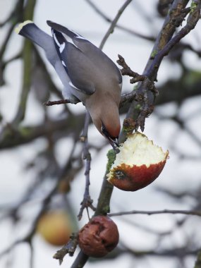 Binturongun doğal yaşam ortamı, Danimarka bohem ipekkuyruk