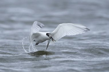 Sandviç kabuğu Danimarka 'daki doğal ortamında.