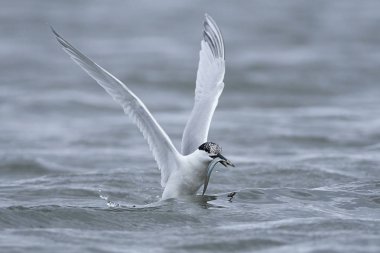 Sandviç kabuğu Danimarka 'daki doğal ortamında.