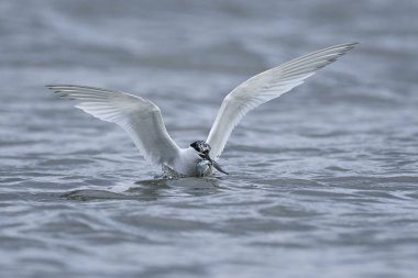 Sandviç kabuğu Danimarka 'daki doğal ortamında.