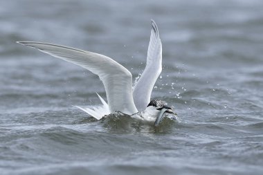 Sandviç kabuğu Danimarka 'daki doğal ortamında.