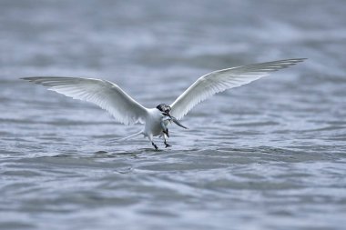 Sandviç kabuğu Danimarka 'daki doğal ortamında.