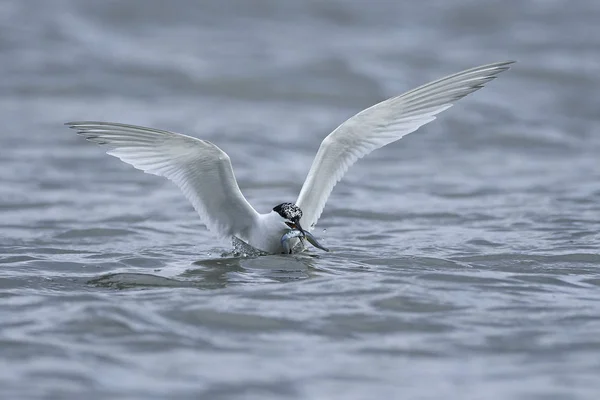 Sandwich Tern Its Natural Habitat Denmark — Stock Photo, Image