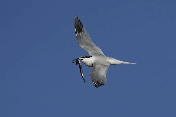 Sandwich Tern Its Natural Habitat Denmark — Stock Photo, Image