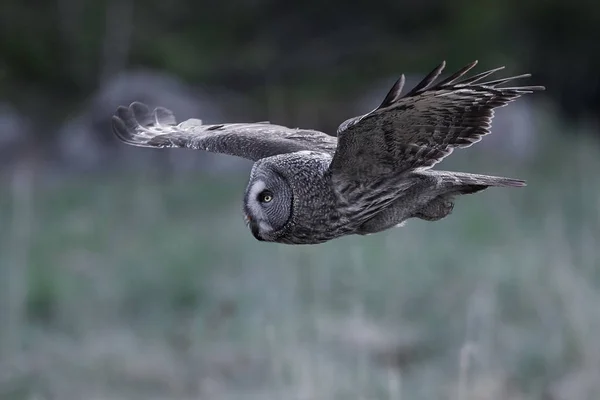 Gran Búho Gris Hábitat Natural Suecia — Foto de Stock