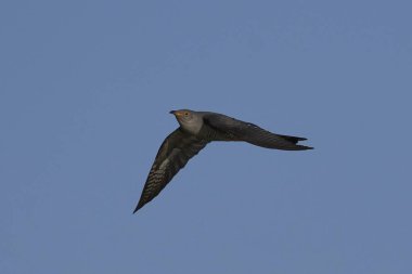 Bayağı guguk içindeki doğal yaşam Danimarka