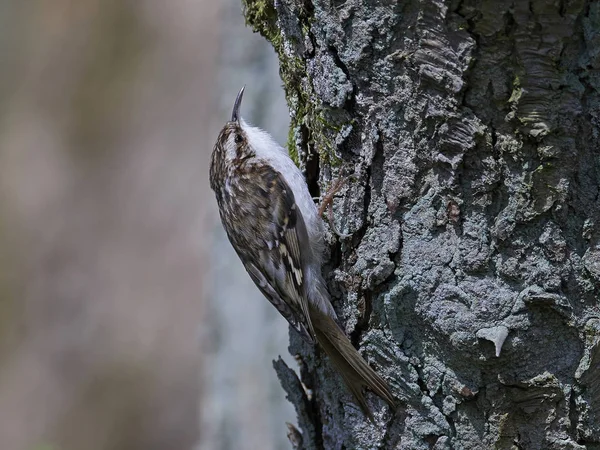Treecreeper Eurasien Dans Son Habitat Naturel Danemark — Photo