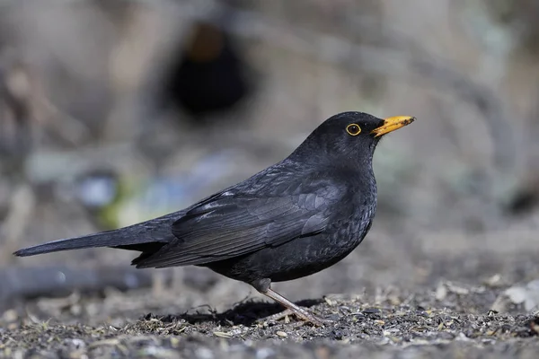 Pájaro Negro Común Hábitat Natural Dinamarca —  Fotos de Stock