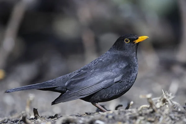 Pájaro Negro Común Hábitat Natural Dinamarca — Foto de Stock