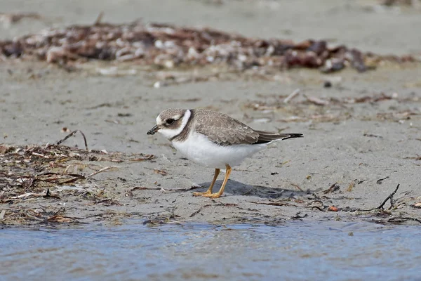 Pluvier Annelé Commun Dans Son Habitat Naturel Danemark — Photo