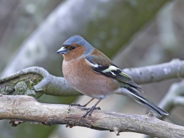 Doğal habitatları Danimarka ortak ispinoz