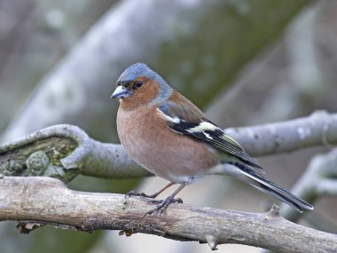 Doğal habitatları Danimarka ortak ispinoz