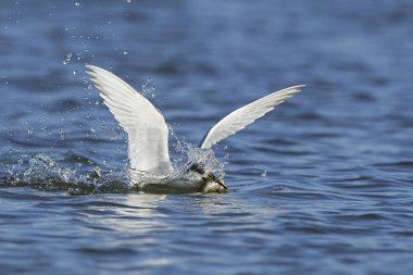 Sandviç kabuğu Danimarka 'daki doğal ortamında.