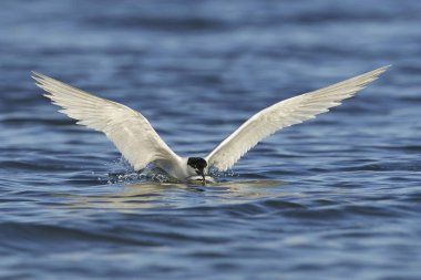 Sandviç kabuğu Danimarka 'daki doğal ortamında.