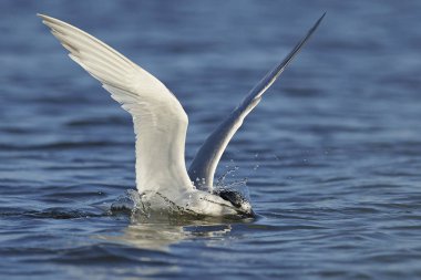 Sandviç kabuğu Danimarka 'daki doğal ortamında.