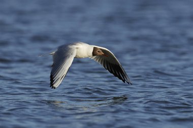 Danimarka 'daki doğal ortamında siyah başlı martı.