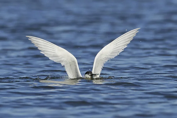 Tern Sanduíche Seu Habitat Natural Dinamarca — Fotografia de Stock