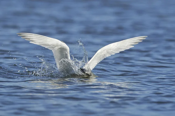 Tern Sanduíche Seu Habitat Natural Dinamarca — Fotografia de Stock