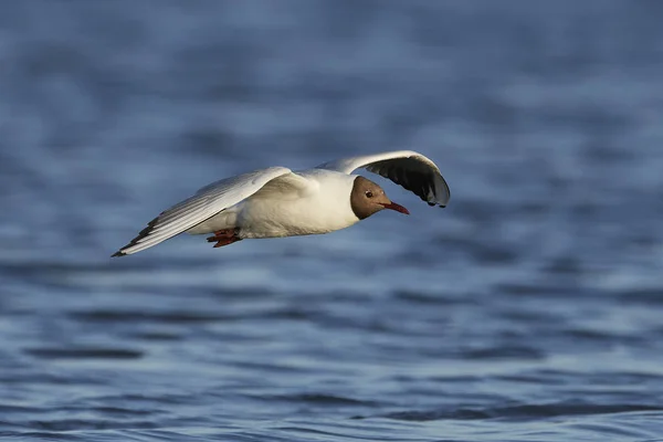 Gaviota Cabeza Negra Hábitat Natural Dinamarca — Foto de Stock