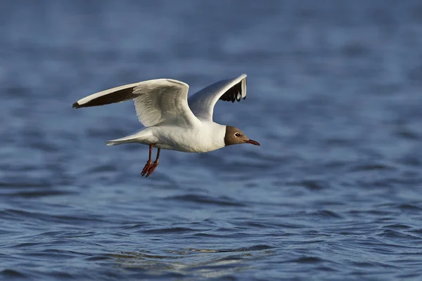 Gabbiano Dalla Testa Nera Nel Suo Habitat Naturale Danimarca — Foto Stock