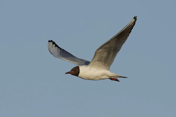 Gaivota Cabeça Preta Seu Habitat Natural Dinamarca — Fotografia de Stock