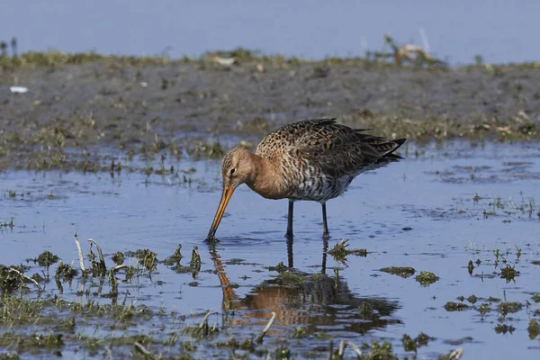 Godwit Cauda Preta Seu Habitat Natural Dinamarca — Fotografia de Stock