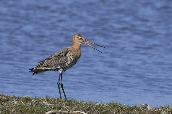 Godwit Cauda Preta Seu Habitat Natural Dinamarca — Fotografia de Stock