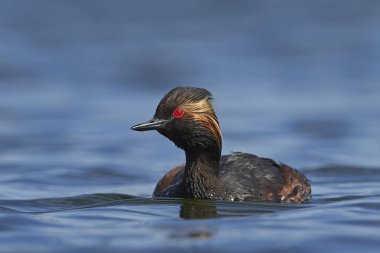 Danimarka 'daki doğal ortamında siyah boyunlu yunus balığı