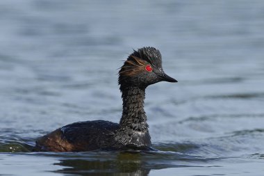 Danimarka 'daki doğal ortamında siyah boyunlu yunus balığı