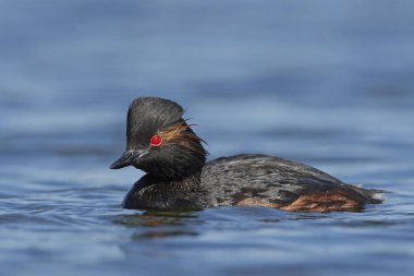 Danimarka 'daki doğal ortamında siyah boyunlu yunus balığı