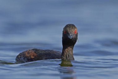 Danimarka 'daki doğal ortamında siyah boyunlu yunus balığı