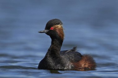 Danimarka 'daki doğal ortamında siyah boyunlu yunus balığı