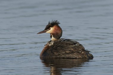 Danimarka 'daki doğal habitatında büyük ibikli yunus balığı