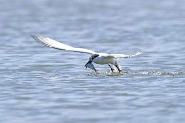 Sandviç kabuğu Danimarka 'daki doğal ortamında.