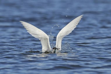 Sandviç kabuğu Danimarka 'daki doğal ortamında.