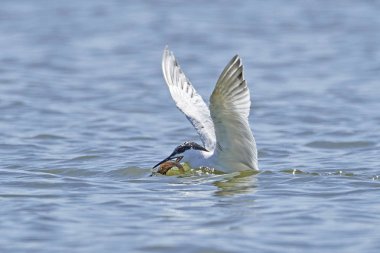 Sandviç kabuğu Danimarka 'daki doğal ortamında.