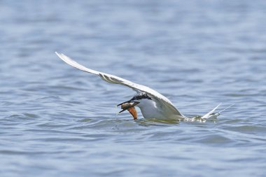 Sandviç kabuğu Danimarka 'daki doğal ortamında.