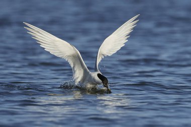 Sandviç kabuğu Danimarka 'daki doğal ortamında.