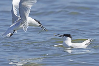 Sandviç kabuğu Danimarka 'daki doğal ortamında.