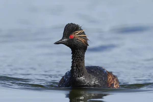 Zwarthalsfuut Zijn Natuurlijke Habitat Denemarken — Stockfoto