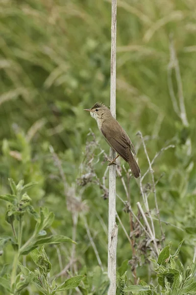 Paruline Marécageuse Dans Son Habitat Naturel Danemark — Photo