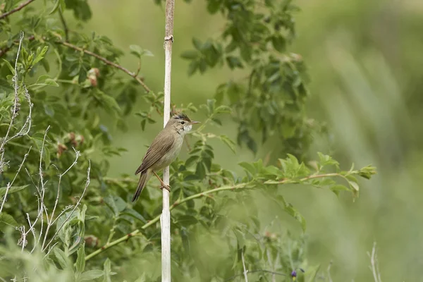 Warbler Pântano Seu Habitat Natural Dinamarca — Fotografia de Stock