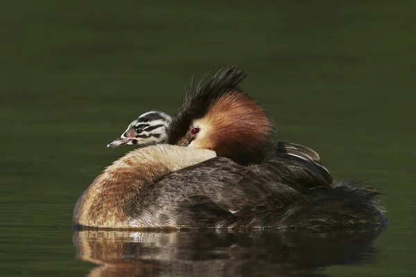 Gran Grebe Cresta Hábitat Natural Dinamarca —  Fotos de Stock