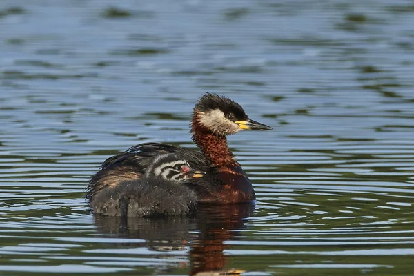 Roodhalsfuut Zijn Natuurlijke Habitat Denemarken — Stockfoto