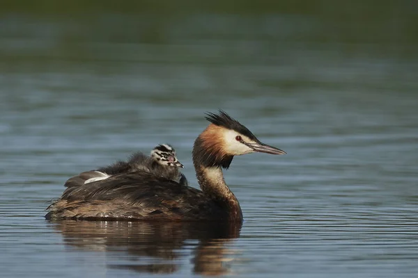 Grebe Czubaty Swoim Naturalnym Środowisku Danii — Zdjęcie stockowe