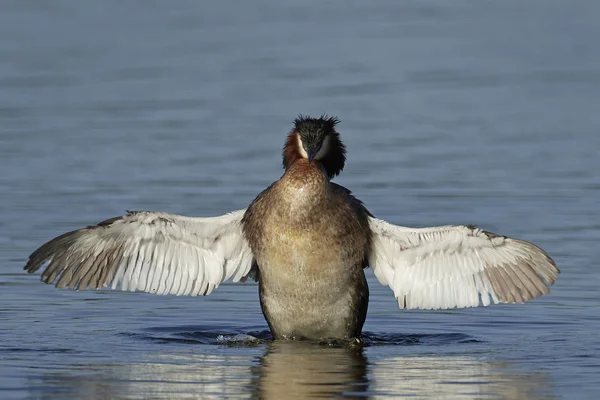 Great Crested Grebe Its Natural Habitat Denmark — Stock Photo, Image