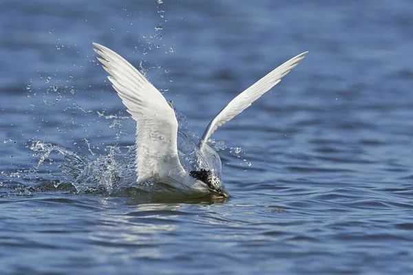 Sandviç kabuğu Danimarka 'daki doğal ortamında.