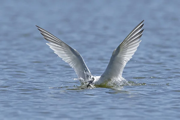 Sandwich Tern Its Natural Habitat Denmark — Stock Photo, Image