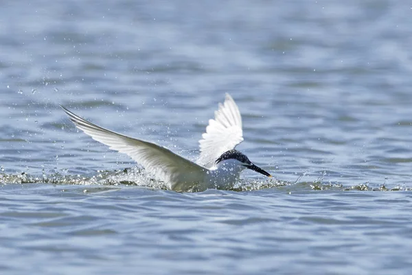 Sandwich Tern Its Natural Habitat Denmark — Stock Photo, Image