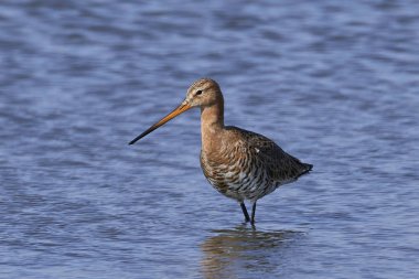 Doğal habitatları Danimarka siyah-kuyruk çulluğu